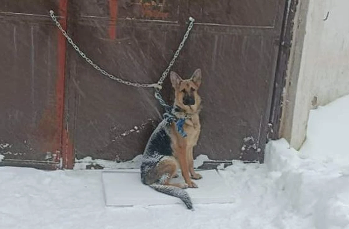 Schronisko dla Bezdomnych Zwierząt w Wałbrzychu  poszukuje właściciela psa, porzuconego w niedzielę przed placówką. Zwierzę zostało  przywiązane łańcuchem  do bramy w śnieżycę.