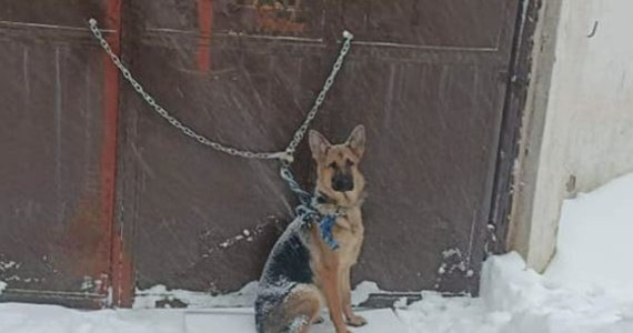 Schronisko dla Bezdomnych Zwierząt w Wałbrzychu  poszukuje właściciela psa, porzuconego w niedzielę przed placówką. Zwierzę zostało  przywiązane łańcuchem  do bramy w śnieżycę.