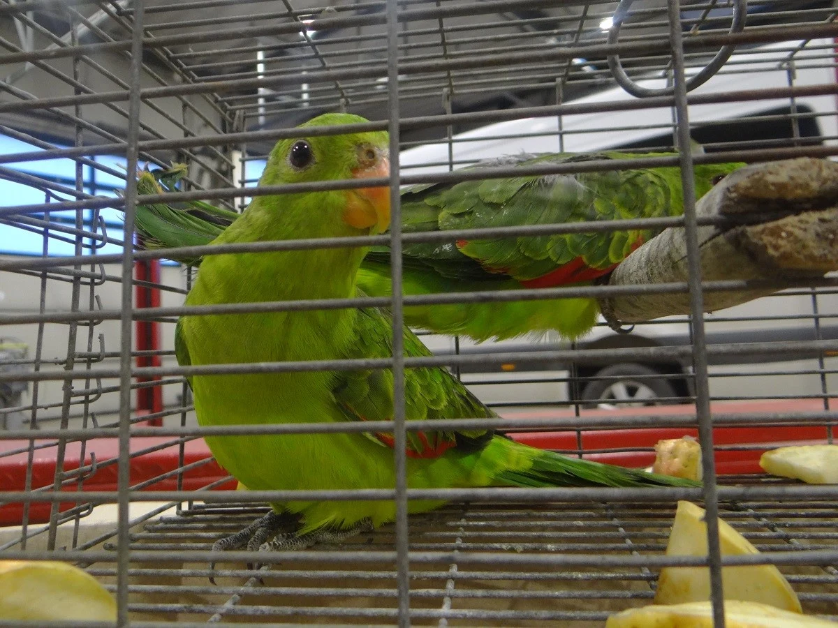 Przemyt dwóch papug chronionego i zagrożonego wyginięciem gatunku krasnopiórki czerwonoskrzydłej udaremnili funkcjonariusze podkarpackiej Krajowej Administracji Skarbowej na przejściu granicznym w Medyce. Ptaki były ukryte w przestrzeni bagażowej busa.