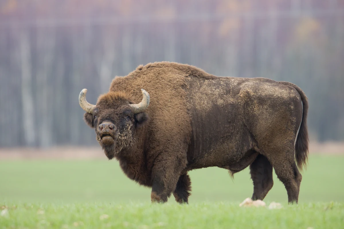 Rok i pięć miesięcy pozbawienia wolności - taki wyrok Sąd Rejonowy w Lęborku orzekł wobec byłego sołtysa Warcimina Remigiusza C. Mężczyzna był  głównym oskarżonym w procesie o zabicie żubra "Pyrka". Wyrok nie jest prawomocny.

