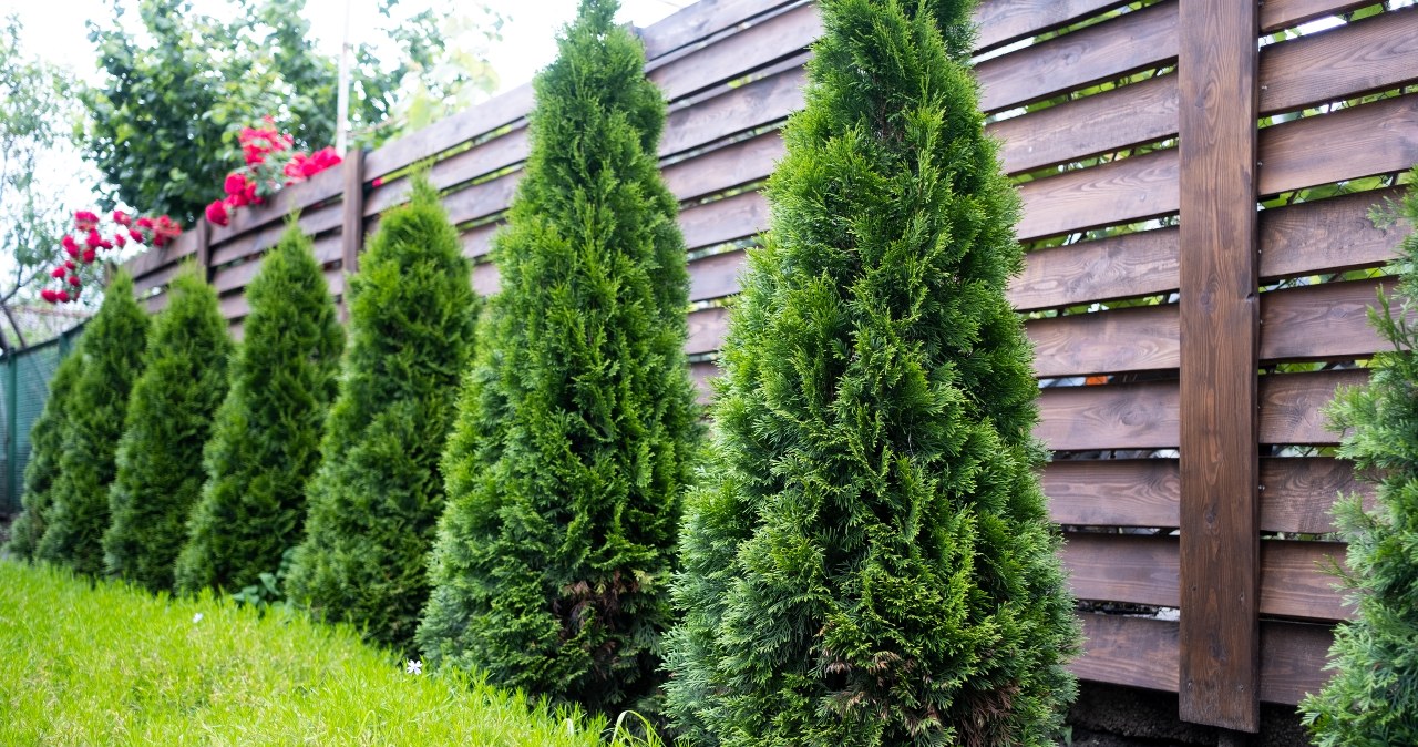 Masz czas do końca sierpnia. Tuje tylko czekają na ten zabieg