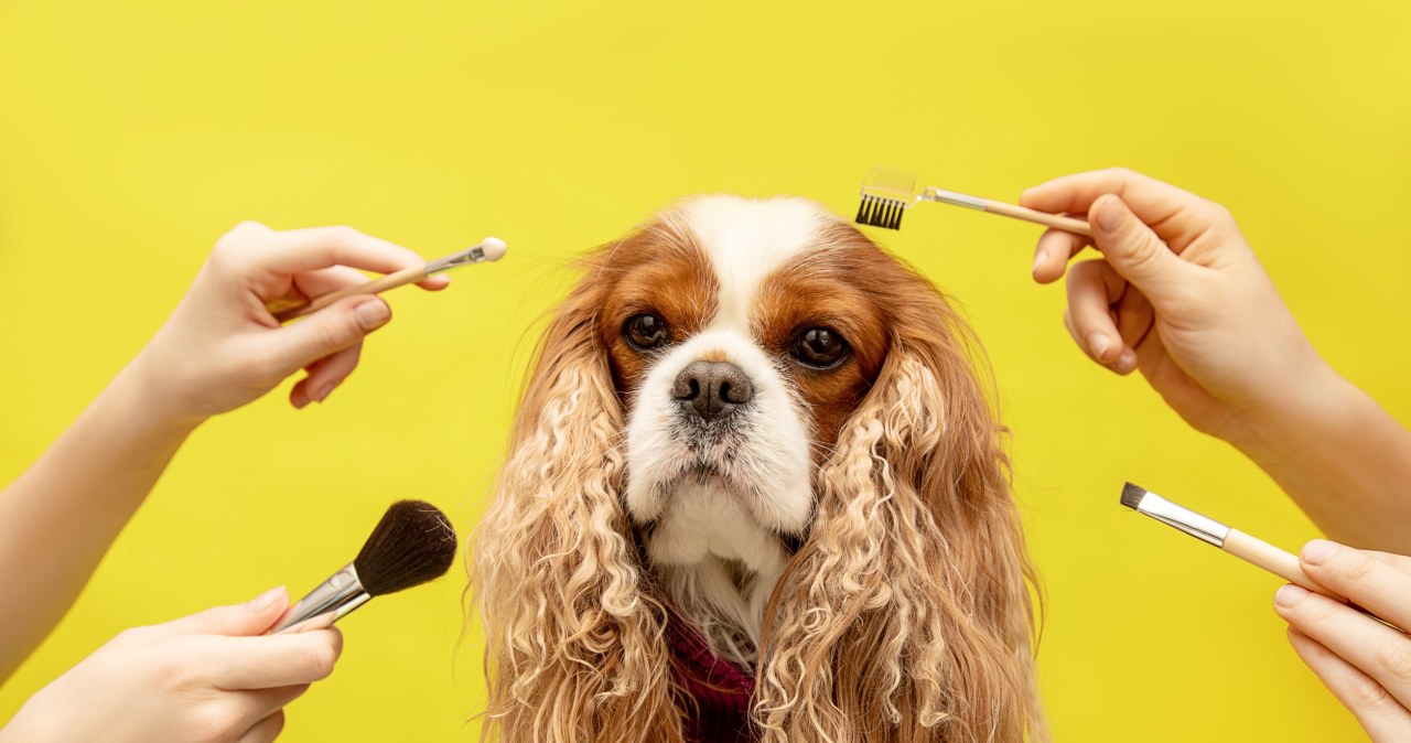 Psy traktują jak psiecko. Weterynarze ostrzegają przed tą modą Psy traktują jak psiecko. Weterynarze ostrzegają przed tą modą