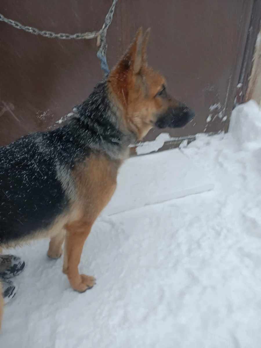 Pies do momentu całkowitego wyjaśnienia sprawy pozostanie w schronisku w Wałbrzychu na Dolnym Śląsku. Zwierzę w czasie śnieżycy przywiązane zostało do bramy tej placówki. Po opublikowaniu w internecie informacji o tym, że ktoś go tam pozostawił, pojawiło się dużo komentarzy. Zgłosiła się nawet potencjalna właścicielka czworonoga. Schronisko jest jednak ostrożne. 