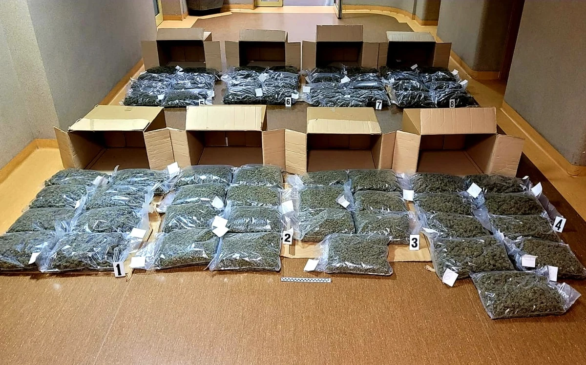 Funkcjonariusze Izby Administracji Skarbowej skontrolowali kierowcę busa na opolskim odcinku autostrady. Okazało się, że 32-latek przewozi blisko 70 kilogramów marihuany o czarnorynkowej wartości ponad 3 mln złotych.
