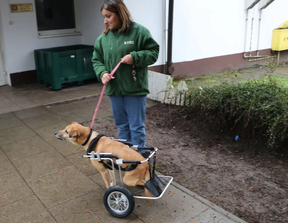 Niepełnosprawne psy ze schroniska dla bezdomnych zwierząt w Krakowie dostały specjalne wózki inwalidzkie. Wszystko dzięki specjalnej akcji charytatywnej. 