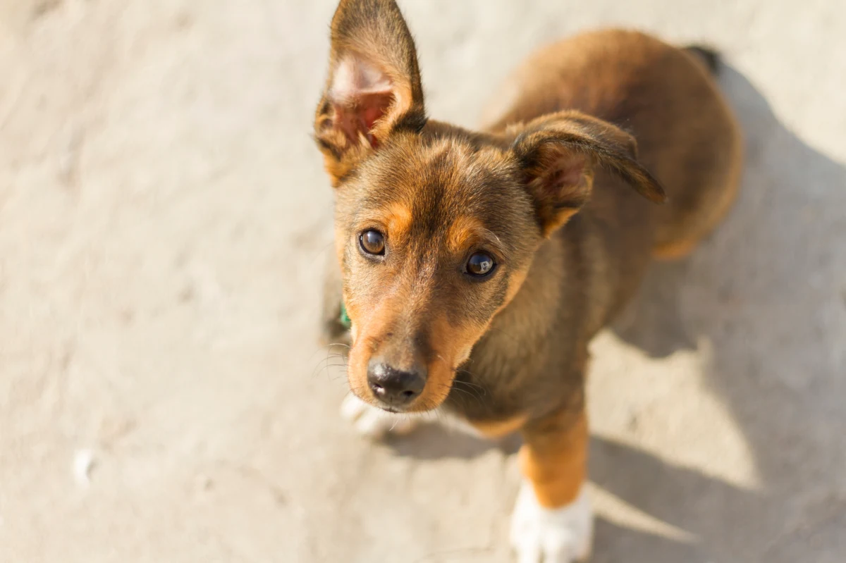 Policja w Nowym Targu prowadzi postępowanie, które ma wyjaśnić, czy właściciel małego kundelka przyczynił się do jego śmierci. Funkcjonariuszy wezwali sąsiedzi zaniepokojeni rozpaczliwym skuczeniem zwierzęcia.

