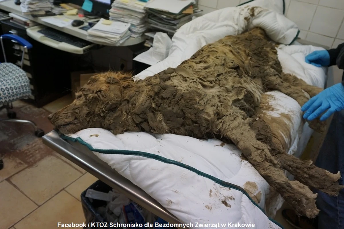 Policjanci sprawdzą, czy doszło do znęcania się nad psem, którego wyciągnięto z ziemi w Zabierzowie koło Krakowa. Zwierzę zostało znalezione na placu budowy.