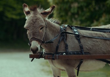 "IO" Jerzego Skolimowskiego z nominacją do Oscara