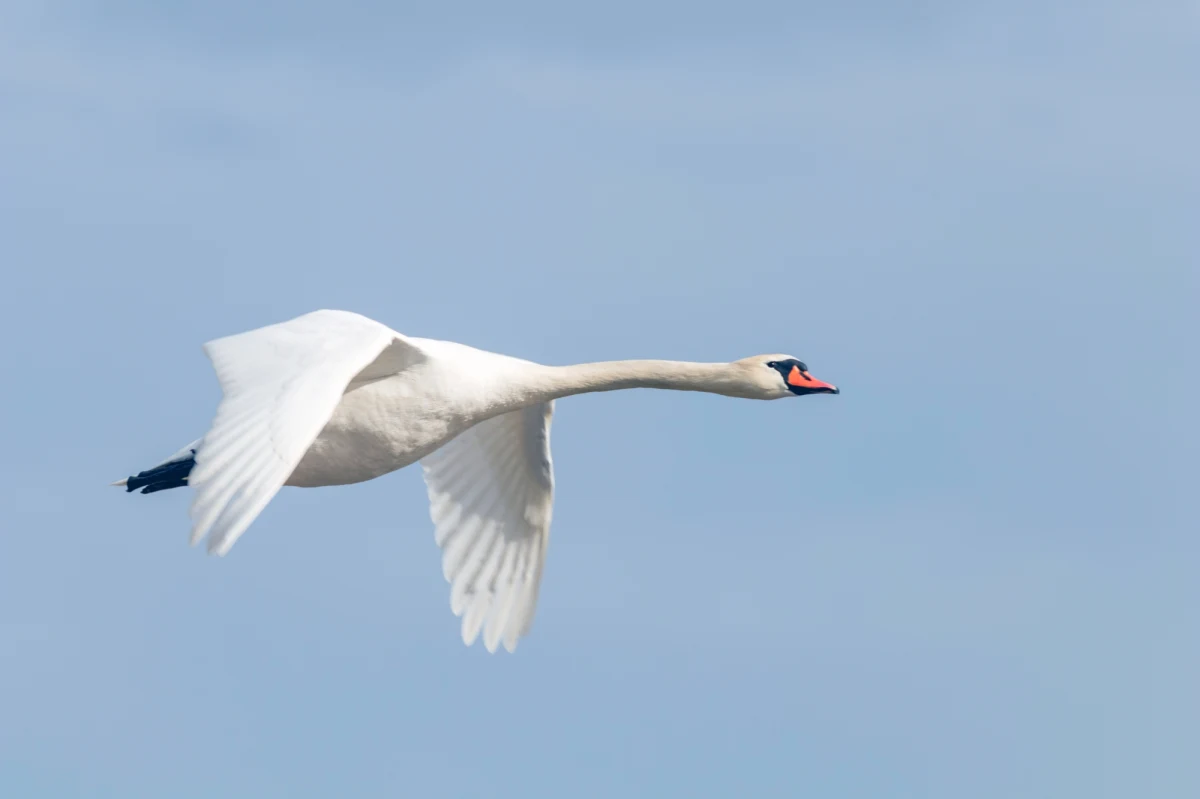 Stan zagrożenia z powodu wystąpienia ognisk ptasiej grypy H5N1w powiatach wadowickim i oświęcimskim wprowadził rozporządzeniem wojewoda małopolski. Obowiązuje tam zakaz wypuszczania drobiu na otwartą przestrzeń, ptaki można karmić i poić tylko w budynkach, a w gospodarstwach należy wyłożyć maty dezynfekcyjne.

