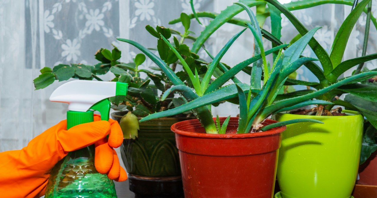 Dlaczego aloes knie? Jak pielgnowa aloes w domu? - Kobieta w INTERIA.PL