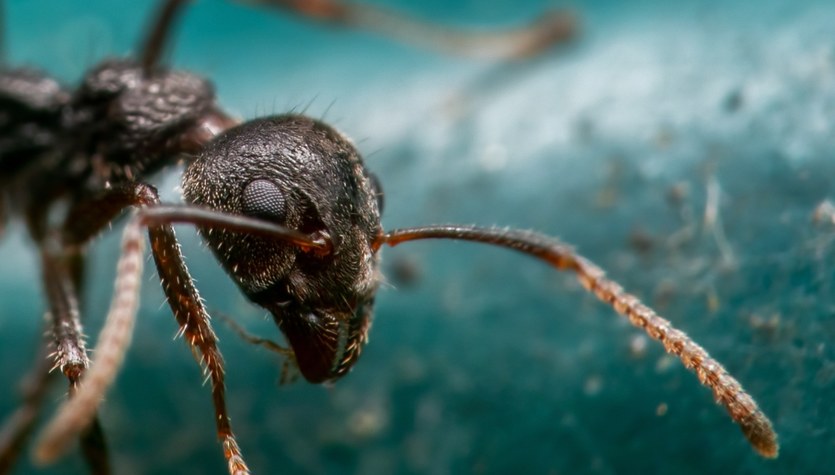 Cancer tests are expensive.  Better to hire … ants