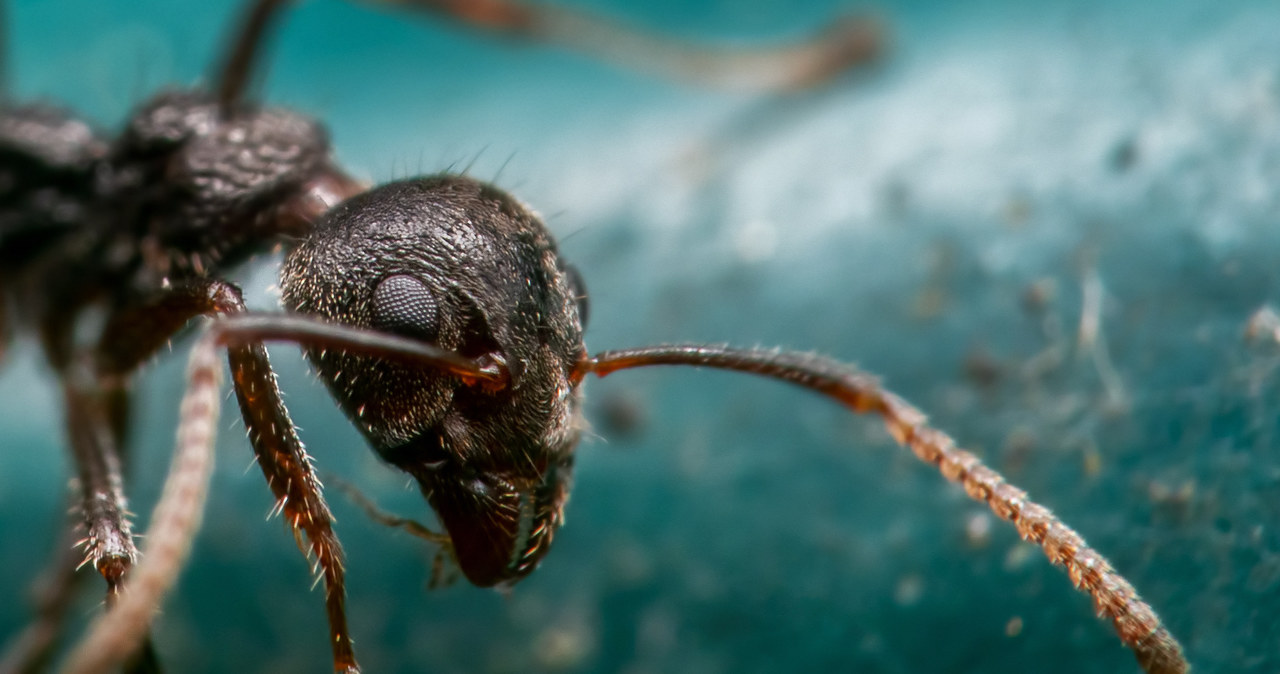 Naukowcy przekonują, że insekty mogą być atrakcyjną cenowo i równie skuteczną jak profesjonalne testy metodą wykrywania nowotworów u pacjentów. Wystarczy spojrzeć na mrówki z ostatniego badania, które błyskawicznie identyfikują raka w próbkach moczu. 