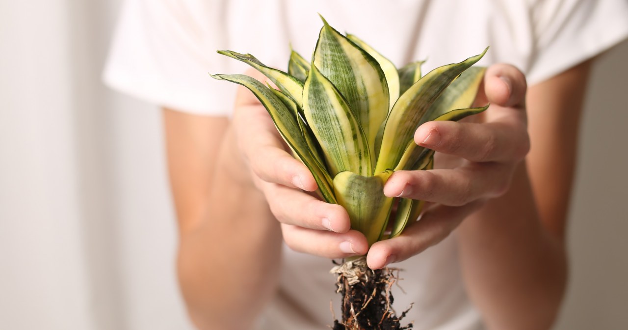Zrób to po wysiewie nasion. Sadzonki będą mniej podatne na choroby