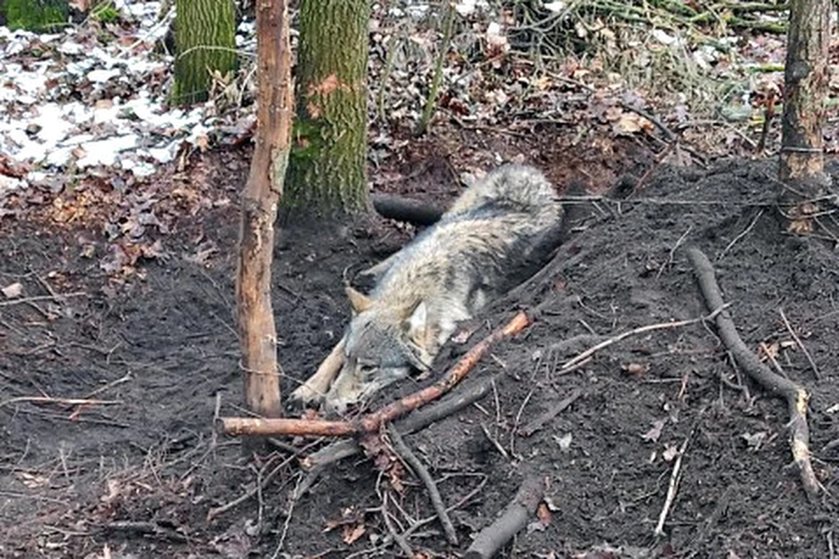 Do 5 lat więzienia grozi kłusownikom, którzy zastawili wnyki w lesie na terenie gminy Strzegowo (woj. mazowieckie). W metalową pułapkę wpadł wilk, uratowali go policjanci z Mławy.