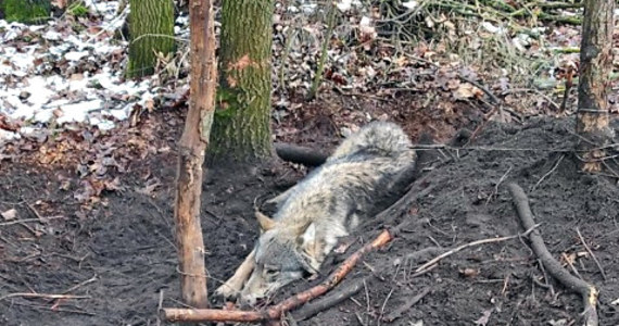 Do 5 lat więzienia grozi kłusownikom, którzy zastawili wnyki w lesie na terenie gminy Strzegowo (woj. mazowieckie). W metalową pułapkę wpadł wilk, uratowali go policjanci z Mławy.