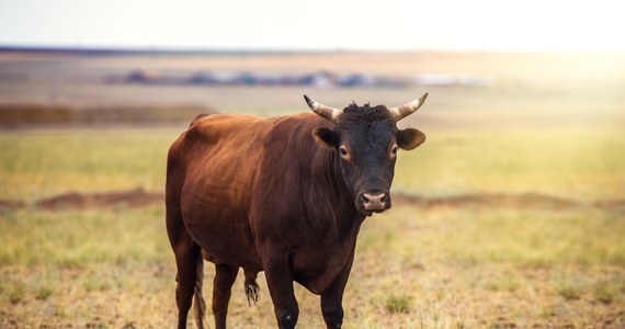 Apel do kierowców o zachowanie ostrożności na drodze krajowej nr 15 w Wielkopolsce na odcinku od Gniezna do Wrześni. Z jednego z gospodarstw uciekło tam stado byków. 