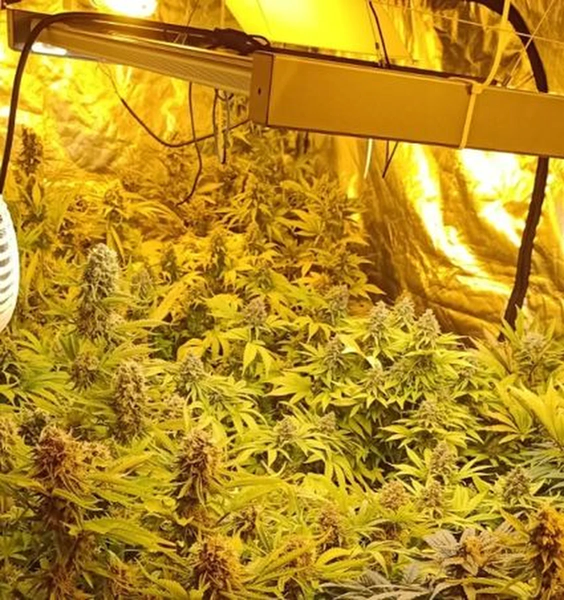 Łódzcy policjanci przejęli 22,7 kg marihuany, która przechowywana była na terenie prywatnej posesji w woj. świętokrzyskim. Zatrzymani zostali podejrzani o ich uprawę: 33-letnia kobieta i jej 34-letni znajomy.

