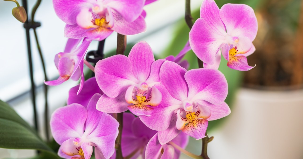 Połóż na parapecie, a storczyk niedługo pokryje się kaskadą kwiatów