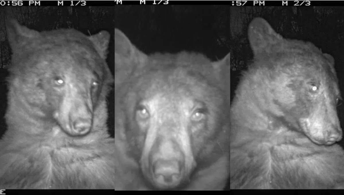 Każdy z nas wie, że czasem o dobre selfie trzeba powalczyć. Jeśli pierwsze zdjęcie się nie uda, trzeba cyknąć drugie, potem trzecie, potem czwarte i tak aż do uzyskania najkorzystniejszego ujęcia. Niedźwiedź z Kolorado w Stanach Zjednoczonych zrobił sobie ich… 400.