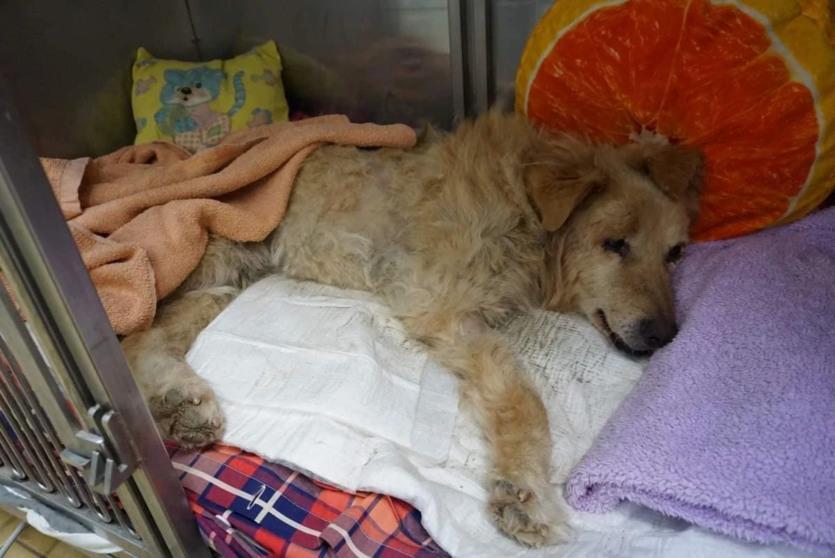 Suczka, która została wyciągnięta z ziemi w Zabierzowie i przetansportowana do ambulatorium schroniska dla zwierząt w Krakowie - zostanie uśpiona. Taką decyzję podjęli lekarze z krakowskiego schroniska za zgodą właściela zwierzęcia. 