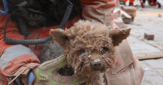 Podczas przeszukiwania gruzowiska w Katowicach strażacy odnaleźli pieska. Zwierzak został opatrzony i trafił pod opiekę weterynarza.