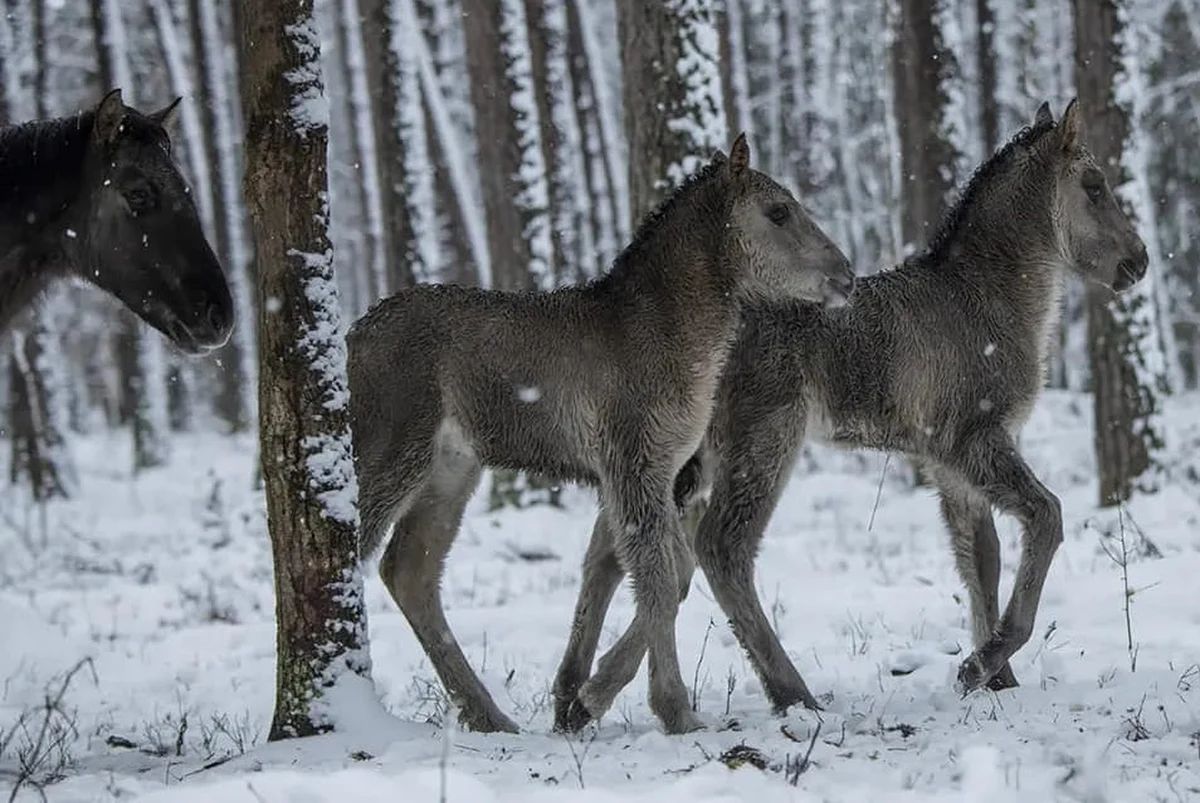 W Roztoczańskim Parku Narodowym przyszły na świat dwa koniki polskie. Oba źrebaczki są klaczkami, a ich dumne mamy to Herpia i Tylawa. Imiona małym konikom nadadzą zwycięzcy licytacji WOŚP.