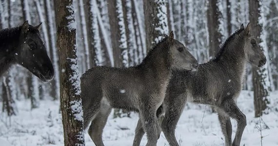 W Roztoczańskim Parku Narodowym przyszły na świat dwa koniki polskie. Oba źrebaczki są klaczkami, a ich dumne mamy to Herpia i Tylawa. Imiona małym konikom nadadzą zwycięzcy licytacji WOŚP.