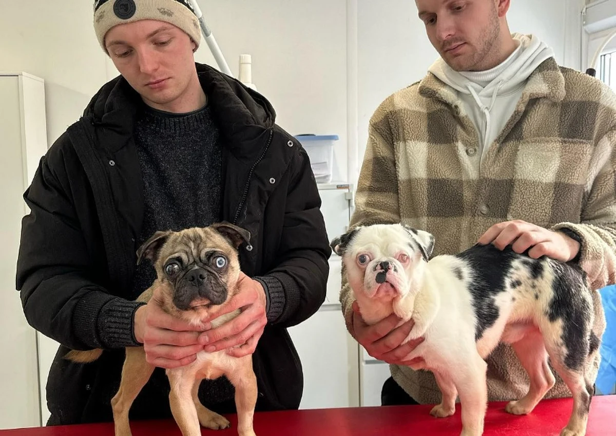 Dolnośląski Inspektorat Ochrony Zwierząt zaapelował o niekupowanie zwierząt z pseudohodowli. Wolontariusze poinformowali, że pod ich opiekę trafiły ostatnio dwa mopsy. "Stworki, gdy są małe, są piękne, ale gdy chociaż trochę podrosną, zaczyna się lawina chorób" – napisali.