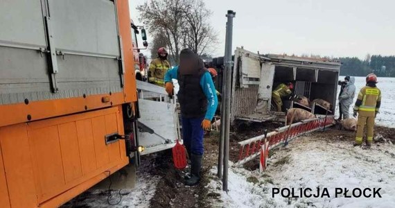 160 zwierząt było przewożonych ciężarówką, która przewróciła się na drodze krajowej nr 60 w miejscowości Bielsk niedaleko Płocka na Mazowszu. Ruch na trasie odbywa się wahadłowo.
