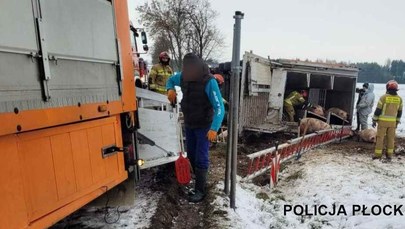 Mazowsze: Przewróciła się ciężarówka z trzodą chlewną
