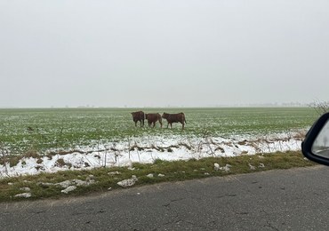 Wciąż trwa akcja poszukiwania byków, które uciekły z zagrody pod Gnieznem