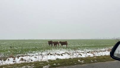 Wciąż trwa akcja poszukiwania byków, które uciekły z zagrody pod Gnieznem