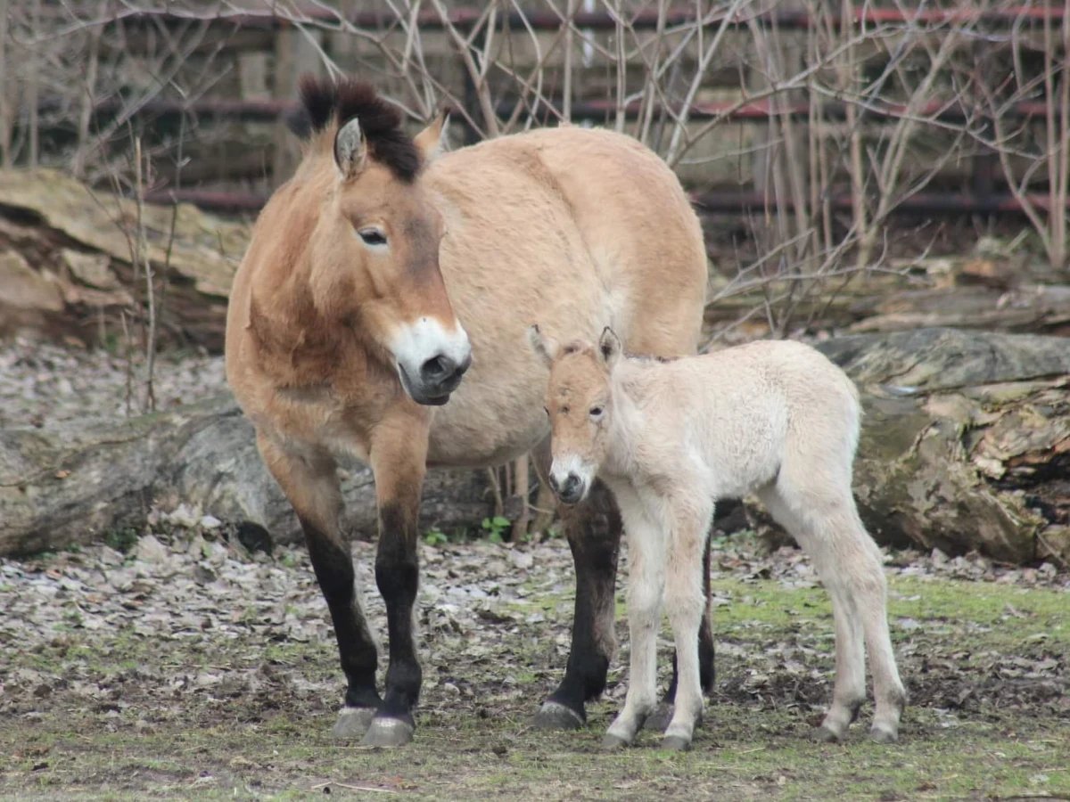 W warszawskim ogrodzie zoologicznym urodził się źrebak konia Przewalskiego. To wyjątkowy sukces hodowlany, bo gatunek ten jest zagrożony wyginięciem. 
