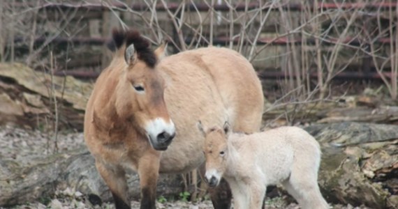 W warszawskim ogrodzie zoologicznym urodził się źrebak konia Przewalskiego. To wyjątkowy sukces hodowlany, bo gatunek ten jest zagrożony wyginięciem. 