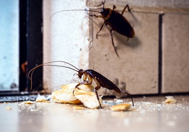 Nazwij karalucha imieniem swojego eks. Nietypowa propozycja na walentynki
