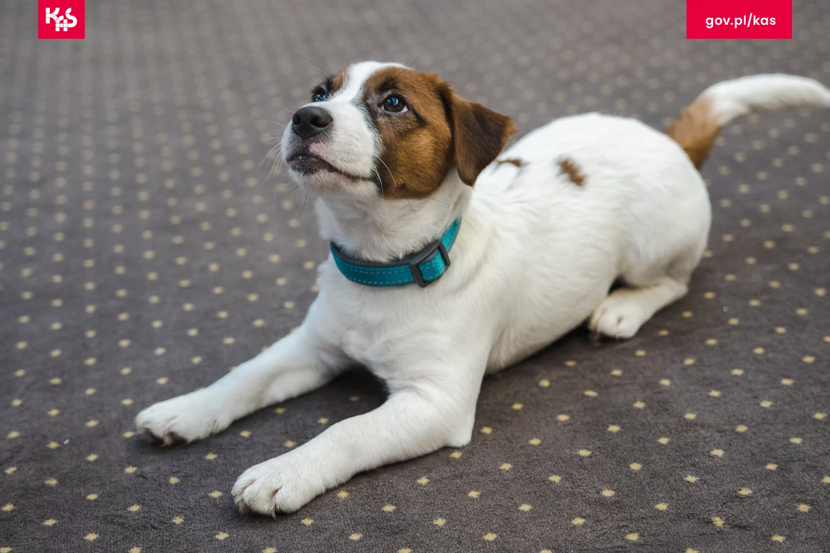 Marley - to imię nowego, czworonożnego funkcjonariusza Małopolskiego Urzędu Celno-Skarbowego w Krakowie. Pies, rasy Jack Russel terrier, będzie się specjalizował w wykrywaniu tytoniu – poinformował urząd.
