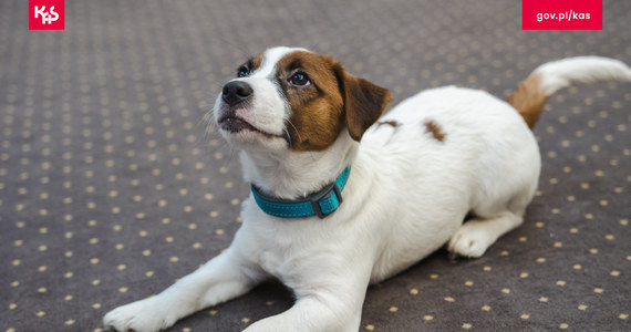 Marley - to imię nowego, czworonożnego funkcjonariusza Małopolskiego Urzędu Celno-Skarbowego w Krakowie. Pies, rasy Jack Russel terrier, będzie się specjalizował w wykrywaniu tytoniu – poinformował urząd.
