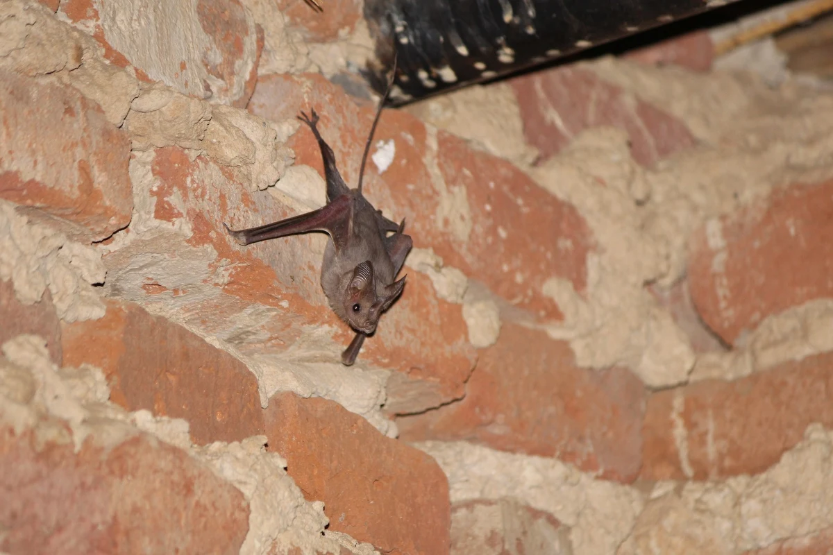 "Przede wszystkim to przygoda, która nie zdarza się codziennie - nie tylko ze względu na egzotyczny i potencjalnie niebezpieczny kraj, ale przez dołączenie do znanej ekipy archeologów" - powiedział prof. Piotr Tryjanowski, kierownik Katedry Zoologii z Uniwersytetu Przyrodniczego w Poznaniu. Naukowcy z poznańskiego UP dołączyli do ekspedycji złożonej między innymi z archeologów z Centrum Archeologii Śródziemnomorskiej Uniwersytetu Warszawskiego, konserwatorów dzieł sztuki z Akademii Sztuk Pięknych w Warszawie i inżynierów budowlanych z Politechniki Warszawskiej.