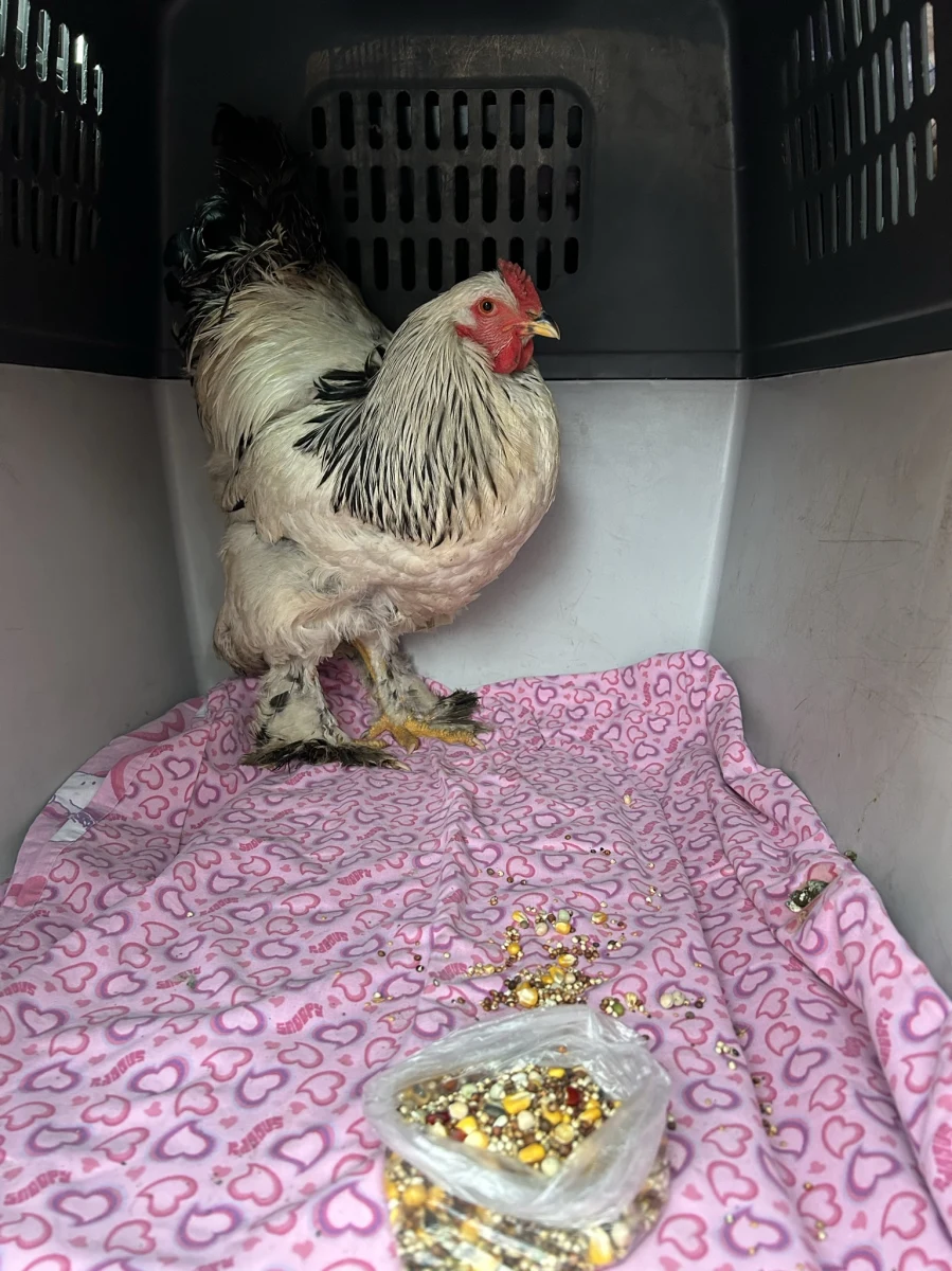 Koguta na gigancie wypatrzyli mieszkańcy w centrum Szczecina. Zwierzę biegało po terenie orlika przy ulicy Potulickiej. Najprawdopodobniej ptak został tam wyrzucony.