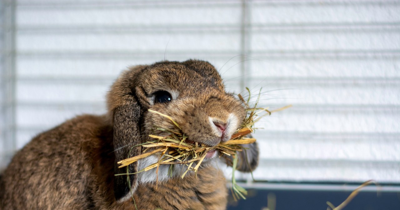 Zabił dwa króliki i wyrzucił do śmieci. Pójdzie do więzienia Zabił dwa króliki i wyrzucił do śmieci. Pójdzie do więzienia