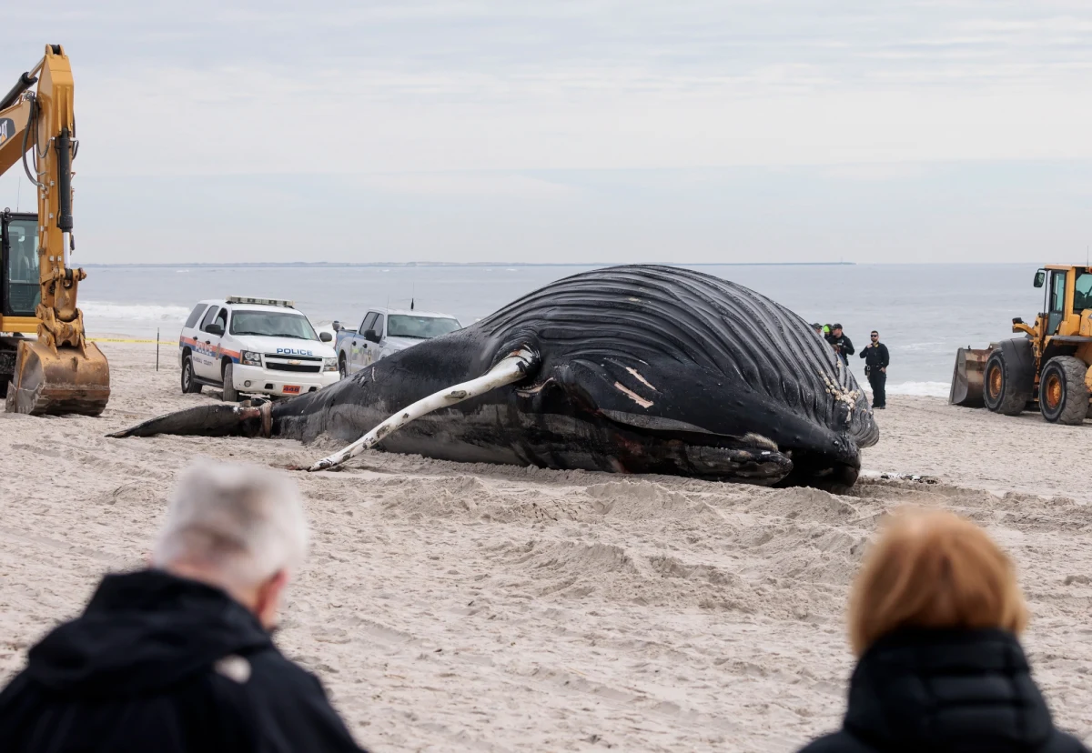 Martwy humbak został wyrzucony na brzeg plaży na Long Island w USA. Zwierzę jest ogromne, ma ponad 10 metrów długości.
