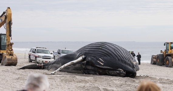 Martwy humbak został wyrzucony na brzeg plaży na Long Island w USA. Zwierzę jest ogromne, ma ponad 10 metrów długości.