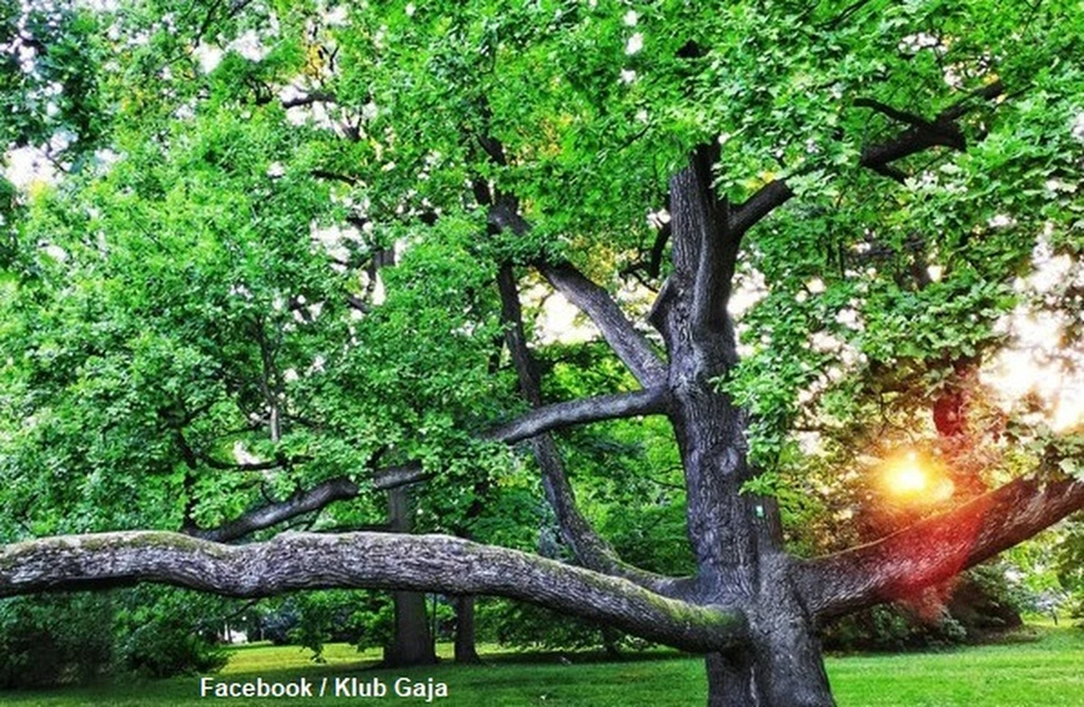 180-letni dąb "Fabrykant" z Łodzi, który zwyciężył w krajowym konkursie Drzewo Roku 2022 jest jednym z kandydatów do tytułu Europejskie Drzewo Roku 2023 - informuje Klub Gaja, zachęcając do głosowania. Nazwa drzewa nawiązuje do przemysłowej historii Łodzi.