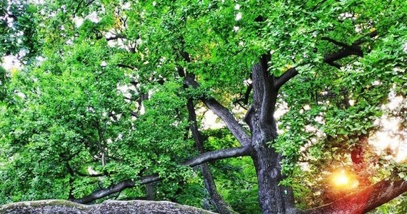 180-letni dąb "Fabrykant" z Łodzi, który zwyciężył w krajowym konkursie Drzewo Roku 2022 jest jednym z kandydatów do tytułu Europejskie Drzewo Roku 2023 - informuje Klub Gaja, zachęcając do głosowania. Nazwa drzewa nawiązuje do przemysłowej historii Łodzi.