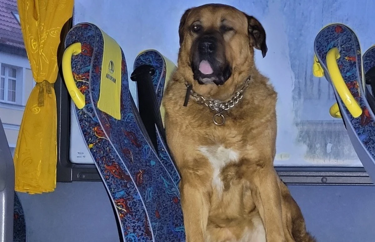 Nietypowa interwencja policji w Białogardzie (woj. zachodniopomorskie). Podczas postoju na przystanku do autobusu wszedł pies i usiadł na jednym z miejsc przeznaczonych dla pasażerów. Jak podaje policja, zwierzę nie było agresywne, ale nie reagowało na próby wyproszenia go na zewnątrz.