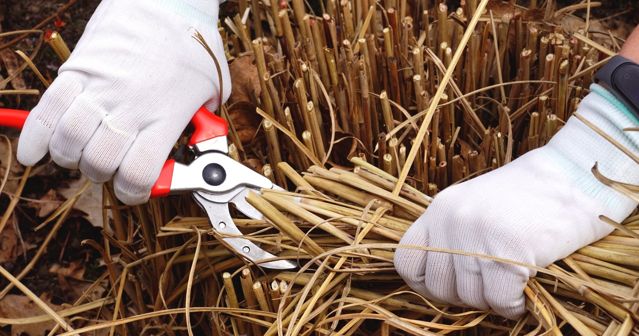 Jak przycinać trawy ozdobne na wiosnę? Prosty trik i będą bujne Jak przycinać trawy ozdobne na wiosnę? Prosty trik i będą bujne