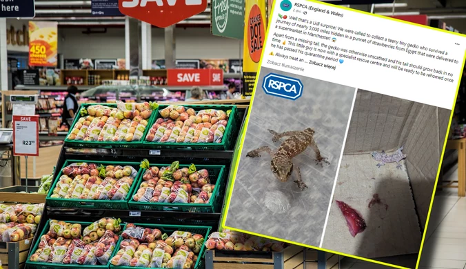 Wielka Brytania: W lodówce znalazła gekona. "Nie mogłam uwierzyć"
