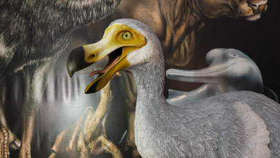 Ptak dodo wróci do żywych? Szalony projekt amerykańskich naukowców