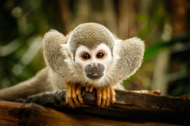 12 małp skradziono z zoo. Seria dziwnych zdarzeń w USA