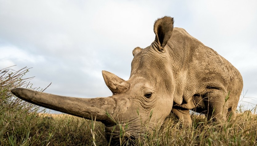 United States, Florida: White rhinoceros killed.  15 bullets were used.  The animal was supposed to be aggressive